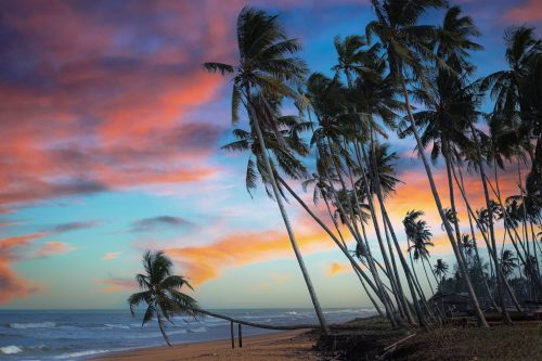 silhouette-tree-against-sky-sunset-min